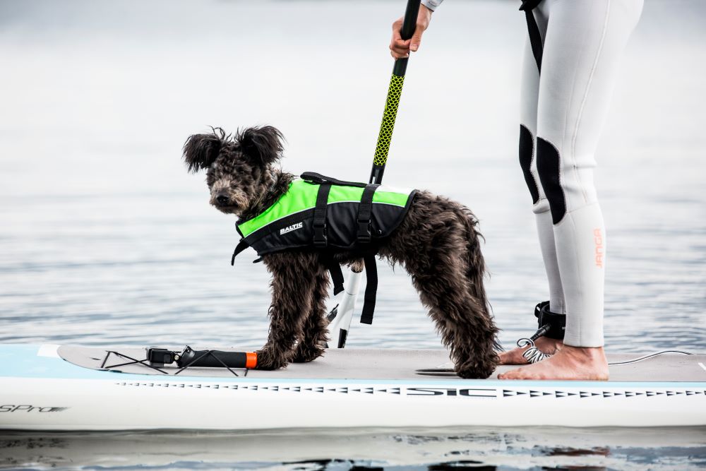 Dog Buoyancy Aid Hire
