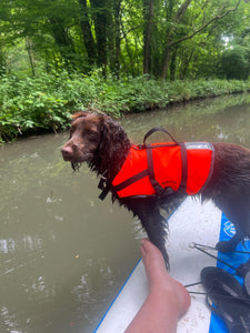 Dog Buoyancy Aid Hire