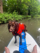 Load image into Gallery viewer, Dog Buoyancy Aid Hire